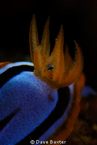 western nudi tail by Dave Baxter 
